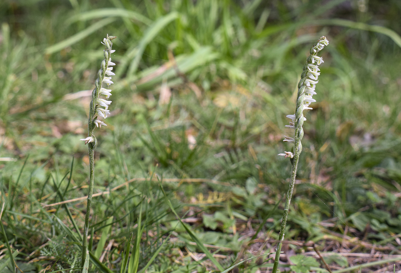 Изображение особи Spiranthes spiralis.