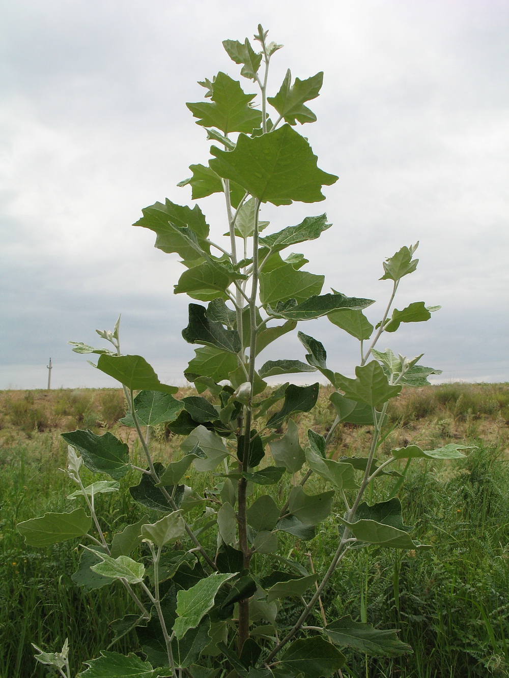 Изображение особи Populus alba.