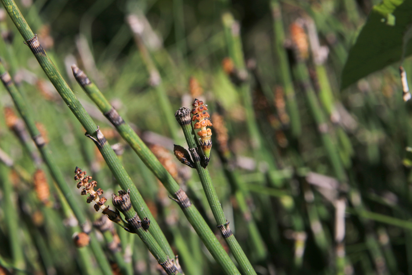 Изображение особи Equisetum hyemale.