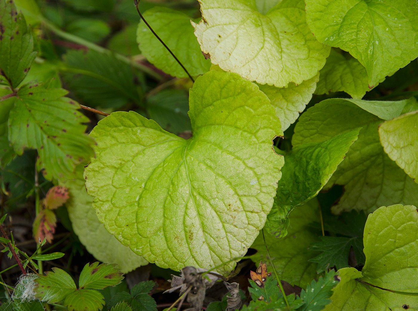 Image of Viola mirabilis specimen.