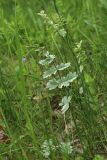 Pimpinella saxifraga