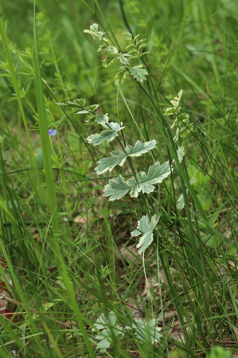 Image of Pimpinella saxifraga specimen.