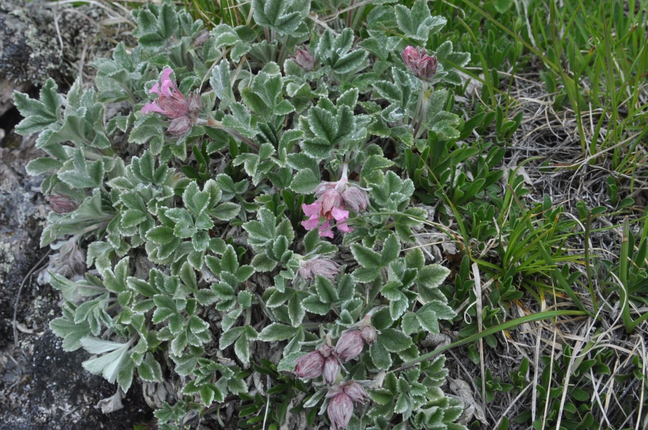 Изображение особи Potentilla divina.