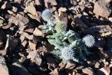 Echinops nanus