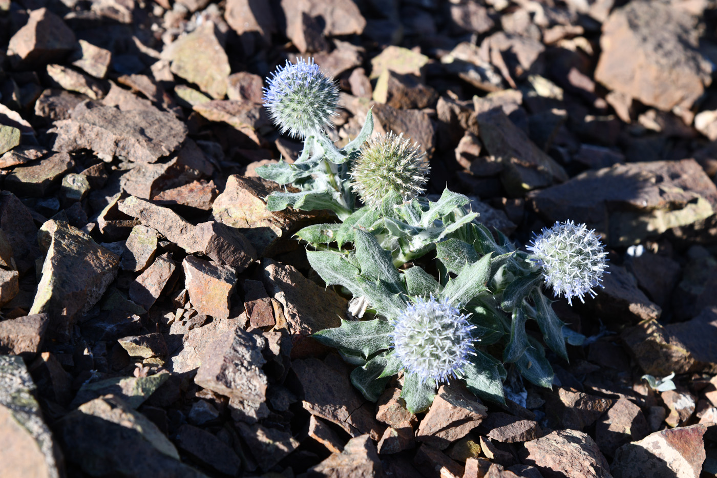 Изображение особи Echinops nanus.