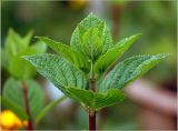 Hydrangea paniculata. Верхушка побега с молодыми листьями. Московская обл., Раменский р-н, окр. дер. Хрипань, садовый участок. 29.07.2024.