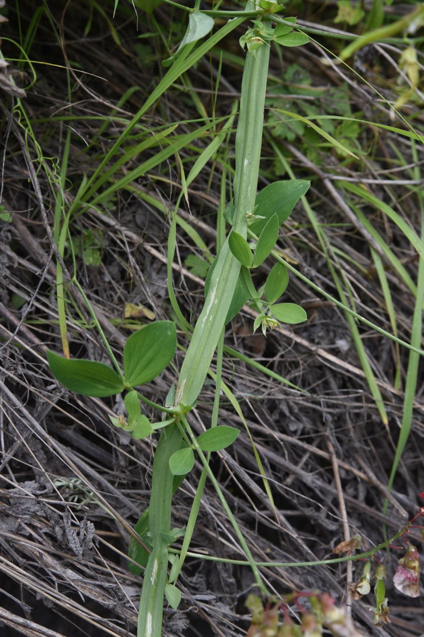 Изображение особи Lathyrus miniatus.