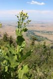 Inula macrophylla