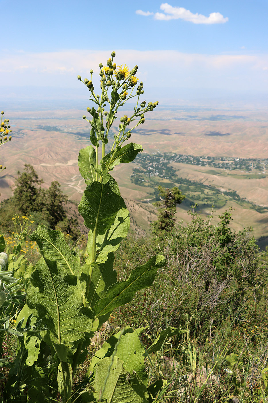 Image of Inula macrophylla specimen.