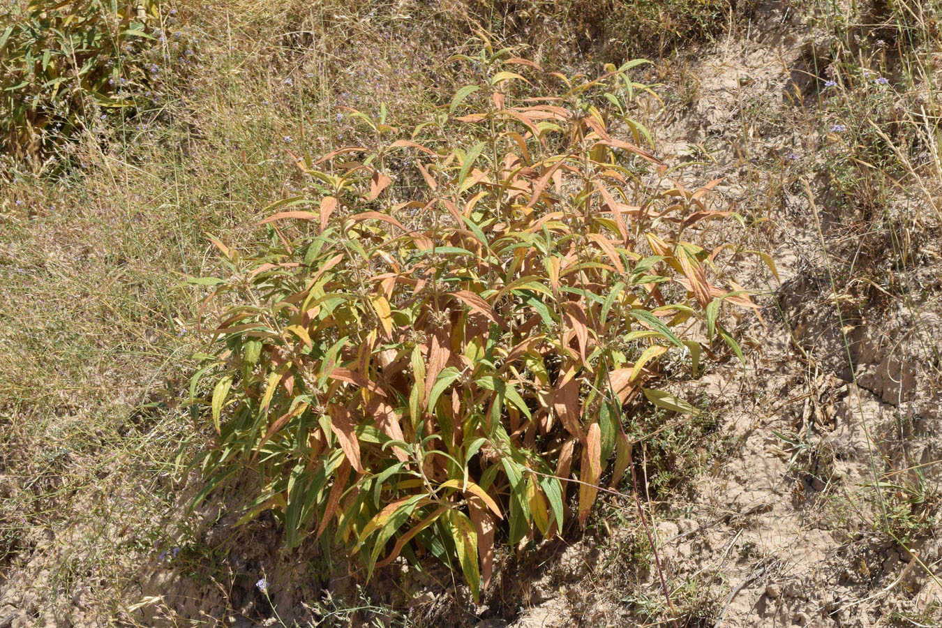 Изображение особи Phlomis regelii.