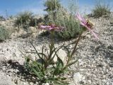 Tragopogon marginifolius