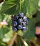 Фото Lantana camara