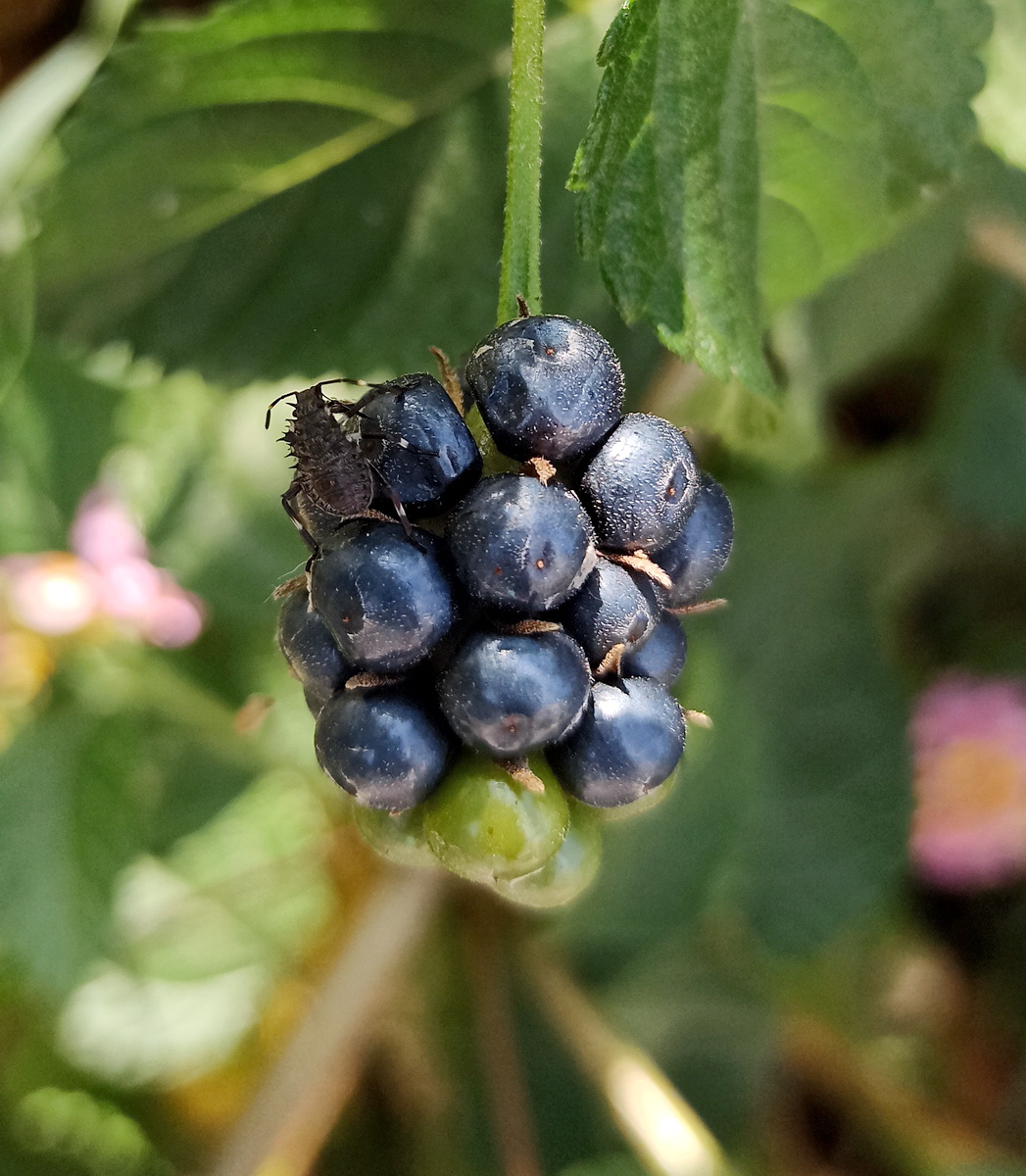 Image of Lantana camara specimen.