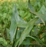 Sagittaria sagittifolia. Листья с грибными(?) повреждениями. Калужская обл., Ульяновский р-н, р. Вытебеть, в 500 м к востоку от деревни Мелихово, в воде у берега. 30 августа 2024 г.