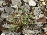 Geranium robertianum. Цветущее и плодоносящее растение. Псковская обл., дер. Изборск, нижняя часть склона к СЗ от крепости, замшелая каменная (известняковая) россыпь среди суходольного луга. 18.08.2024.