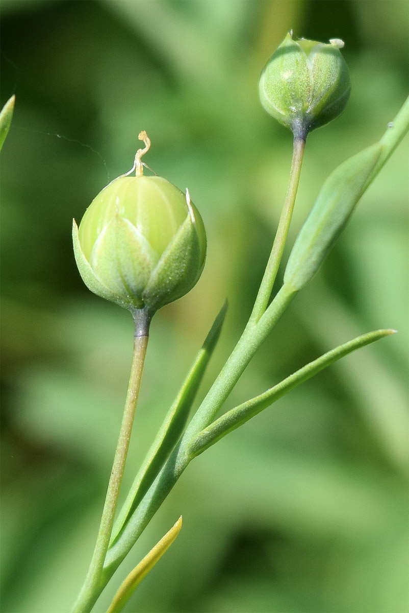 Image of Linum humile specimen.