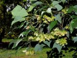 Смотреть изображение Acer buergerianum