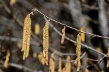 View full-size image Corylus avellana