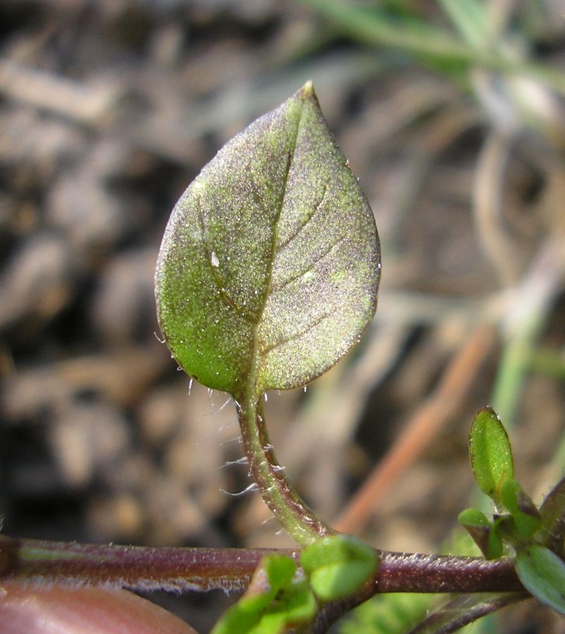 Image of Stellaria media specimen.