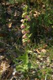 Epipactis helleborine