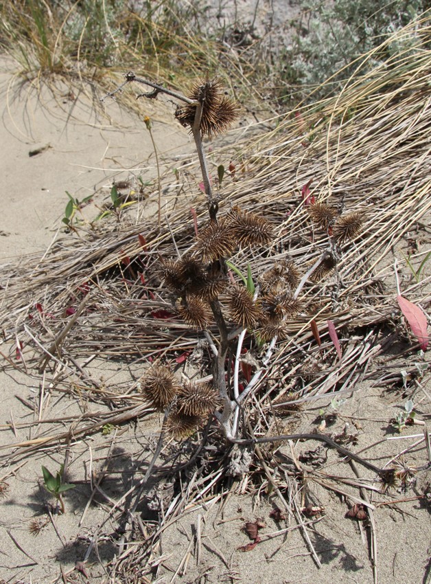 Image of Xanthium orientale specimen.