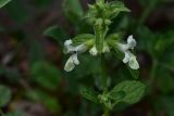 View full-size image genus Stachys