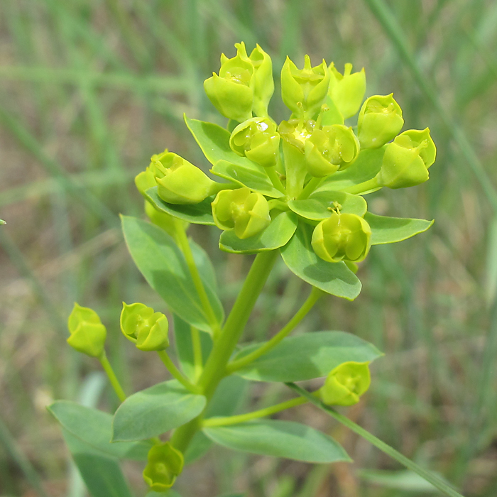 Изображение особи род Euphorbia.