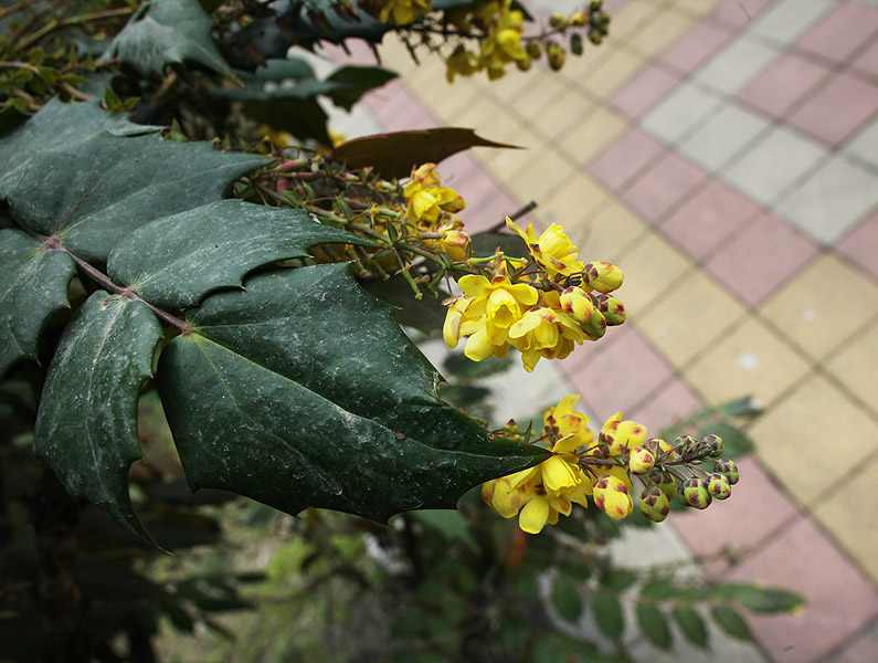 Image of Mahonia bealei specimen.