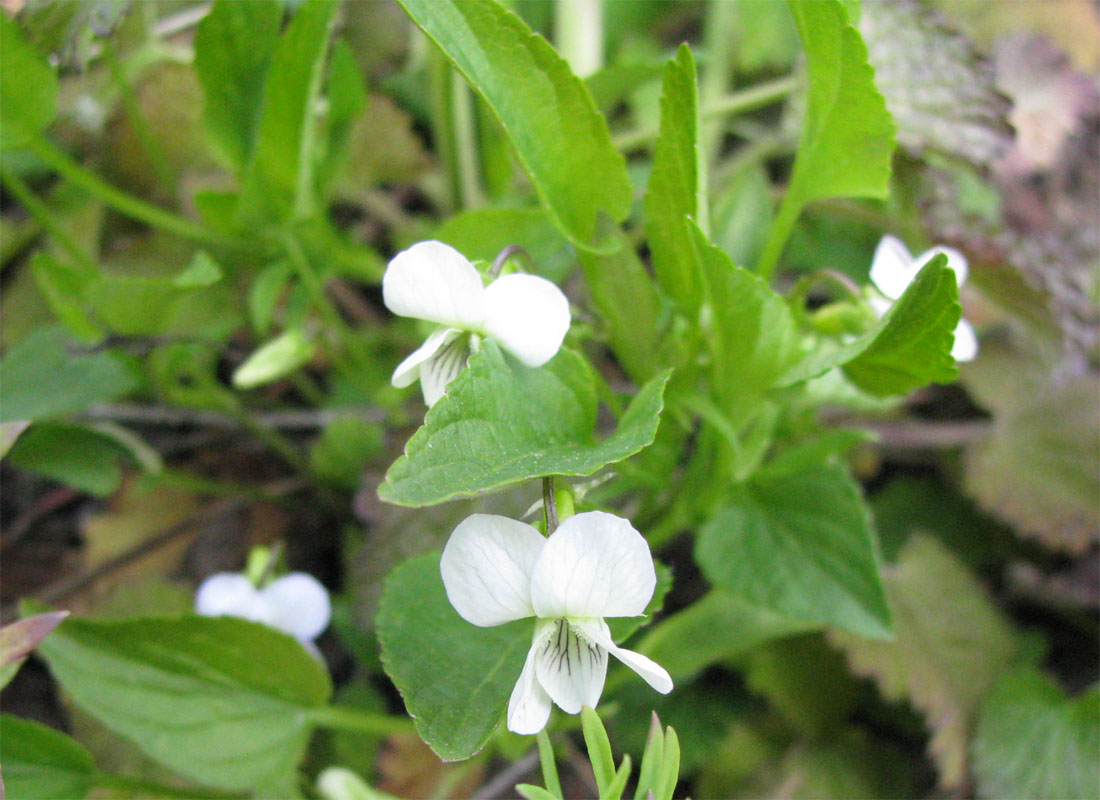 Image of Viola stagnina specimen.