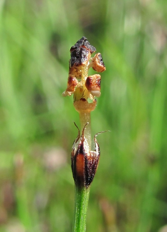Изображение особи Equisetum scirpoides.
