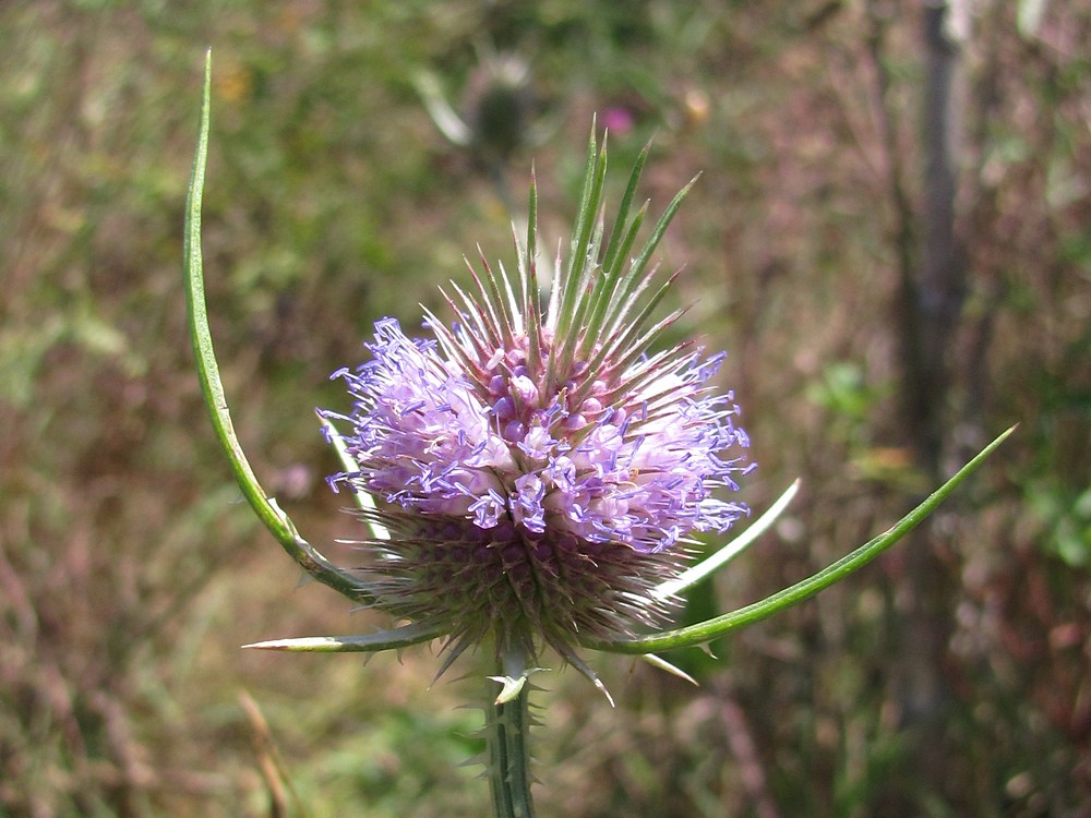 Изображение особи Dipsacus fullonum.