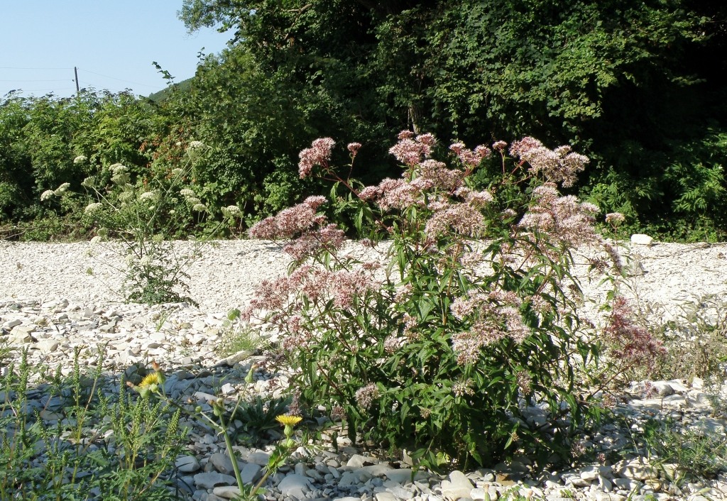 Image of Eupatorium cannabinum specimen.