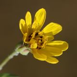 Tragopogon orientalis. Соцветие. Республика Татарстан, национальный парк \"Нижняя Кама\", Танаевские луга. 30.08.2011.