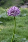 Allium stipitatum. Верхушка цветущего растения. Таджикистан, Гиссарский хр., ущелье Сингисафат, 1500 м н.у.м. 29.04.2011.