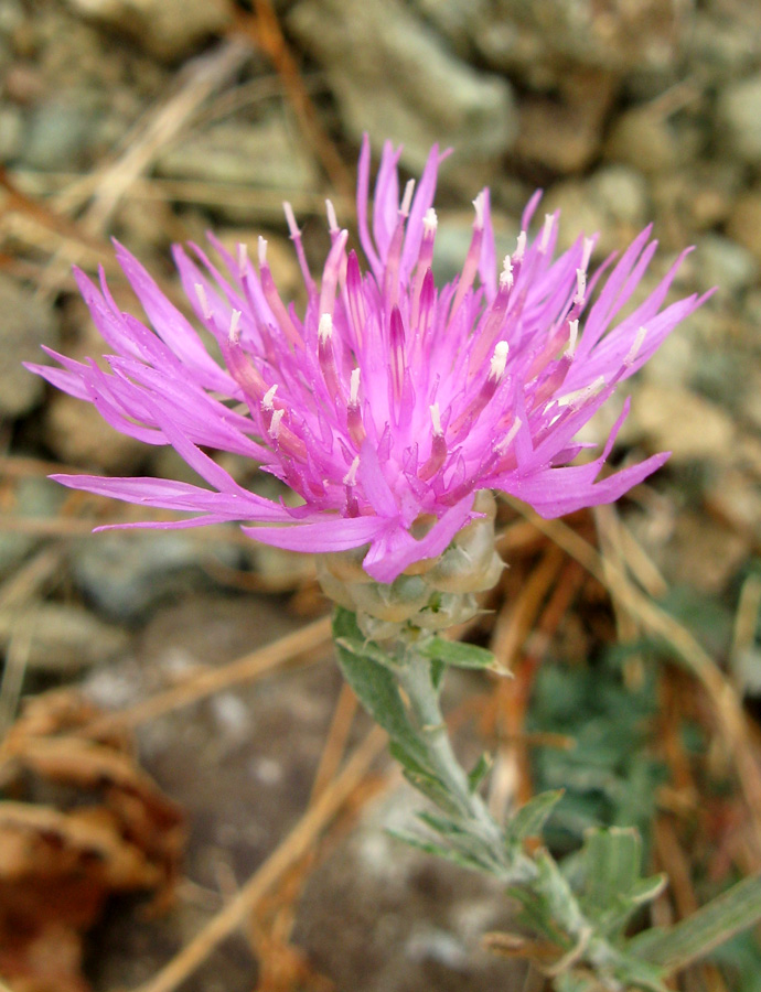 Изображение особи Centaurea sarandinakiae.