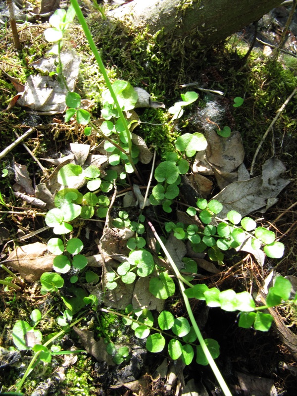 Изображение особи Cardamine pratensis.