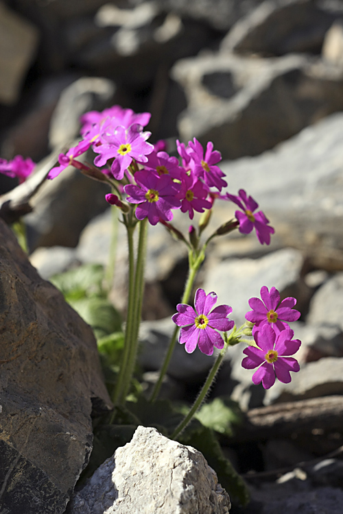 Image of Primula minkwitziae specimen.