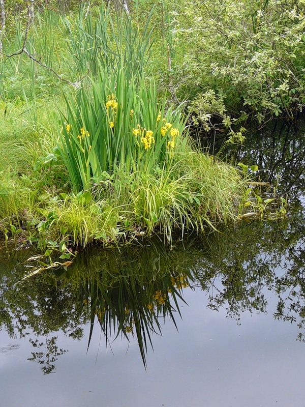 Image of Iris pseudacorus specimen.