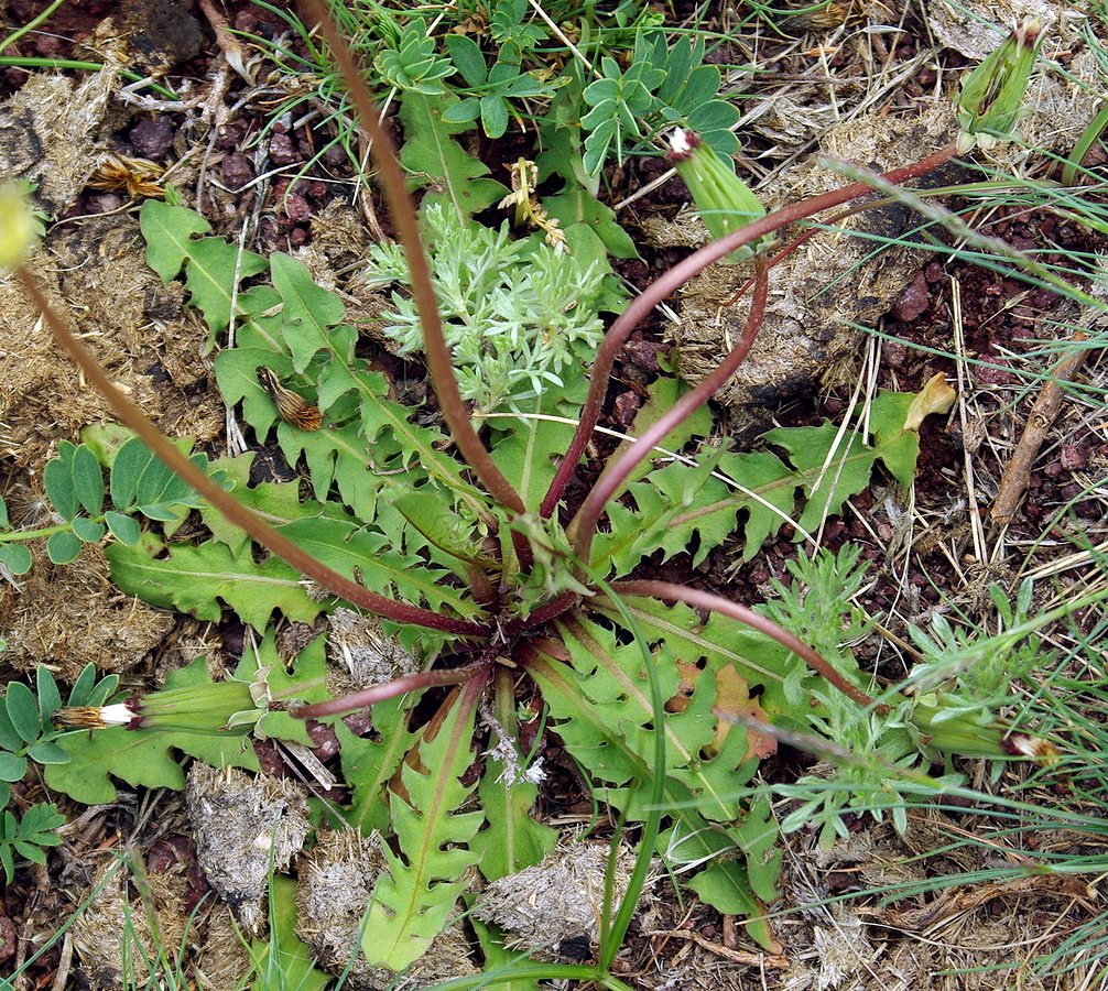 Image of genus Taraxacum specimen.