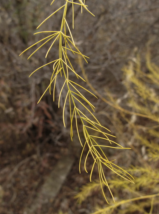 Image of genus Asparagus specimen.