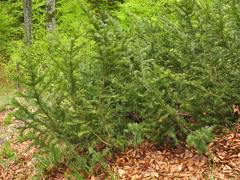 Image of Taxus baccata specimen.