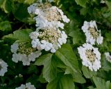 Viburnum opulus