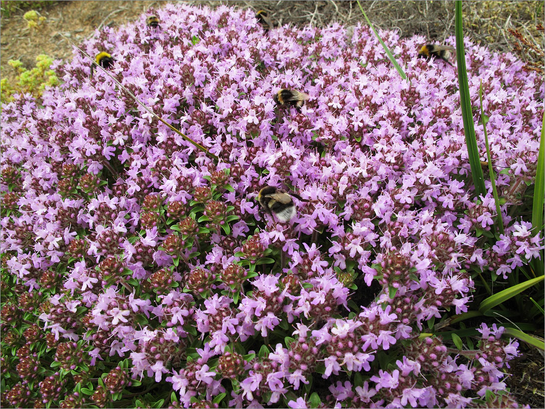 Изображение особи Thymus serpyllum.