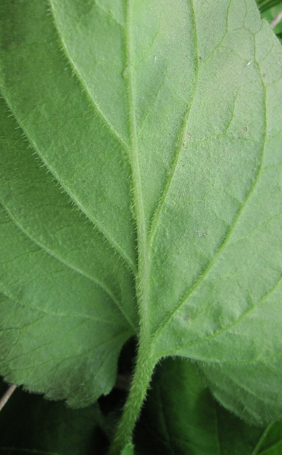 Image of genus Viola specimen.