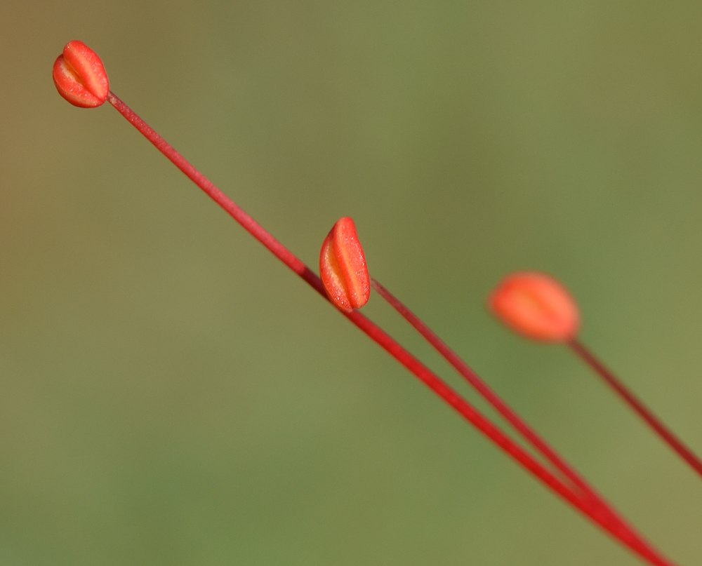 Изображение особи Caesalpinia gilliesii.