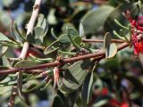Plicosepalus acaciae. Ветвь с бутонами и цветками. Израиль, Эйлатские горы. 12.11.2010.