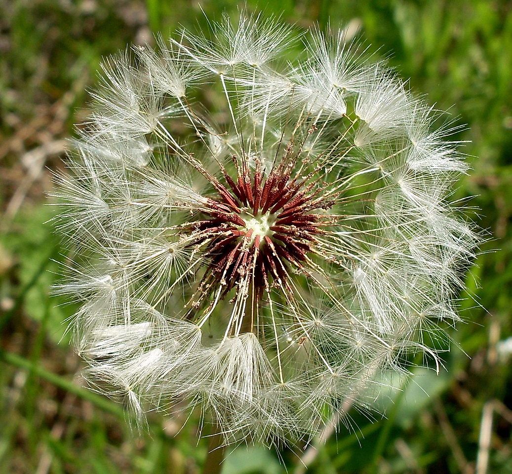 Image of Taraxacum erythrospermum specimen.