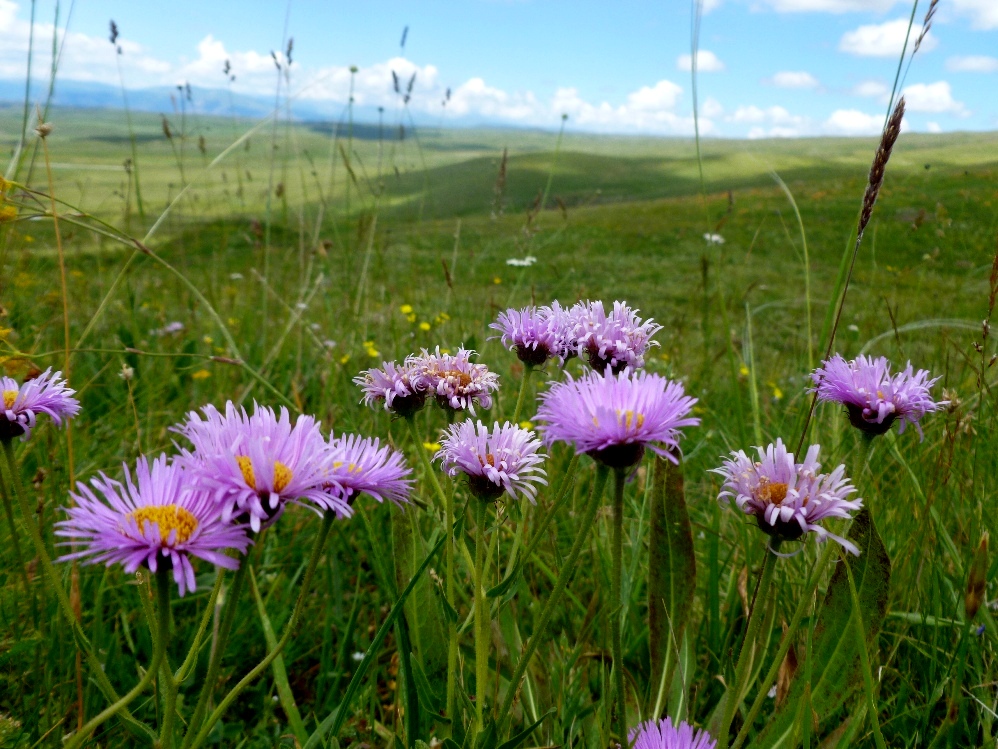 Image of Erigeron venustus specimen.