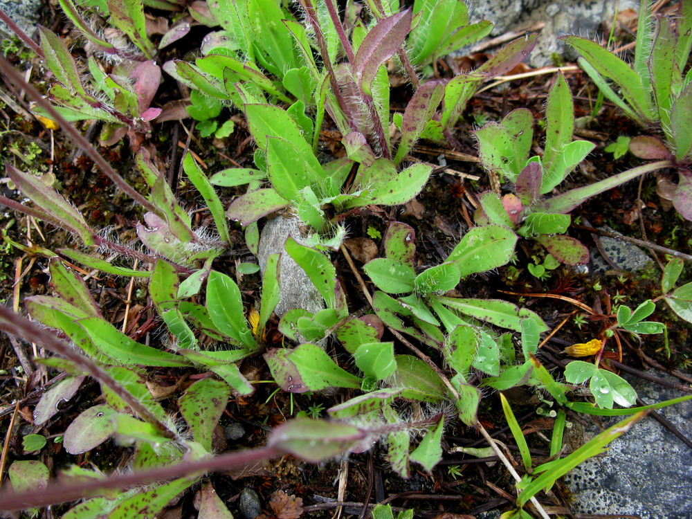 Image of Pilosella czerepninii specimen.