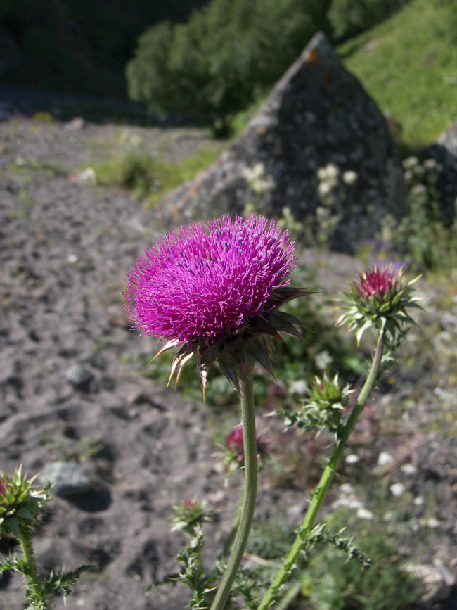 Image of Carduus thoermeri specimen.